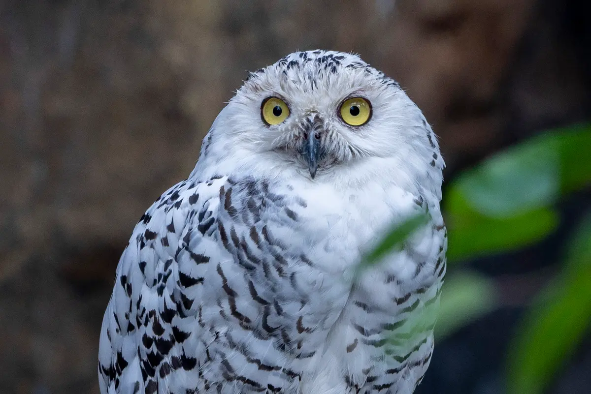 Mokslo ir žinių dieną vaikams – zoologijos sodas nemokamai!