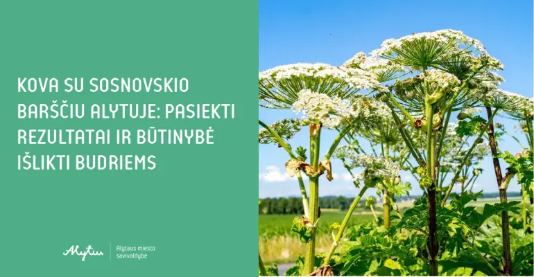 Kova su Sosnovskio barščiu Alytuje: pasiekti rezultatai ir būtinybė išlikti budriems