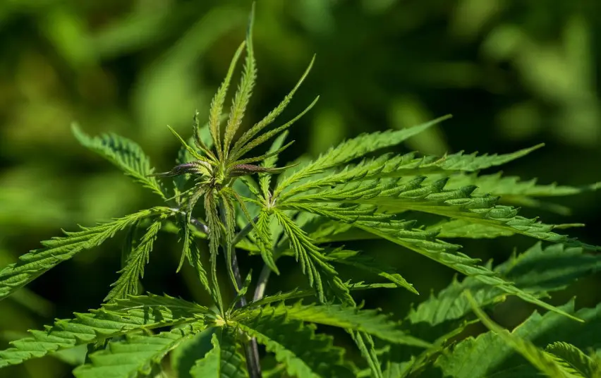 Ieškojo eismo įvykyje dalyvavusio automobilio, o rado nelegalių augalų ir chemikalų