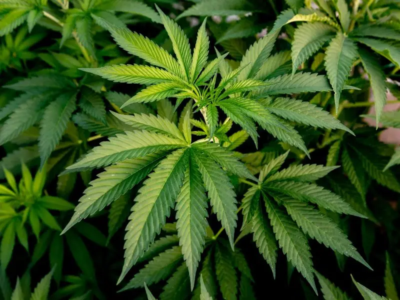 Joniškio rajone vyro automobilyje rasta 18 vazonėlių žolės