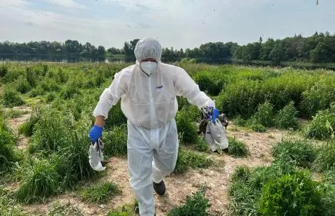 Paukščių gripas įsisuko Žuvėdrų saloje: gyventojų prašoma nesilankyti aplinkinėse teritorijose