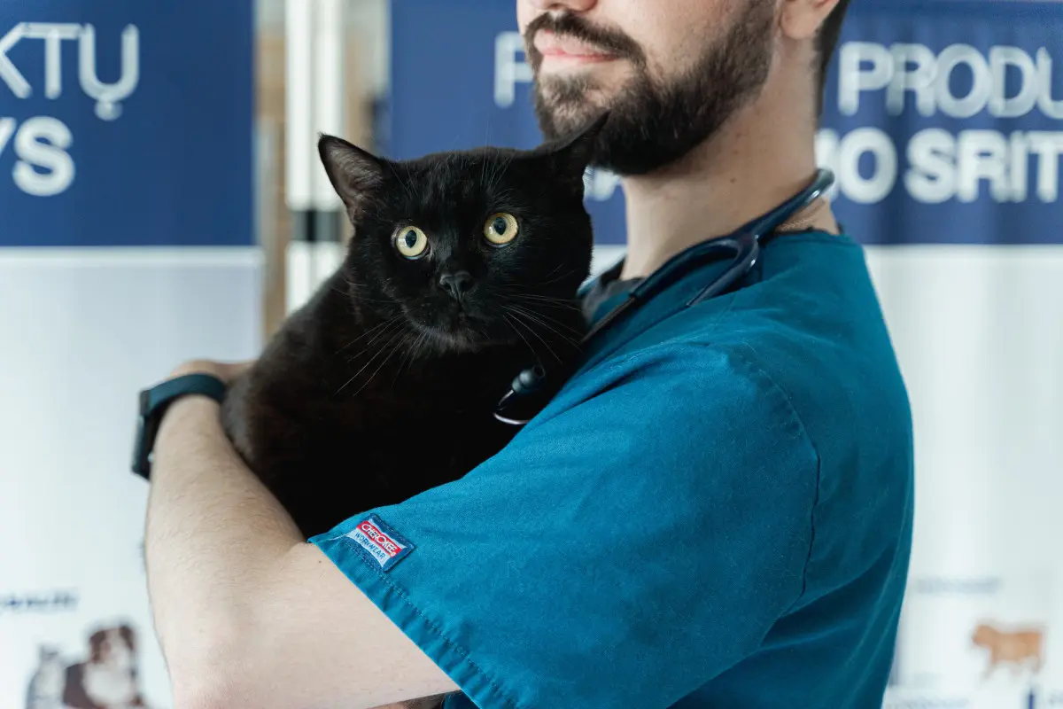 Augintinio kastravimas ir sterilizacija. Ką svarbu žinoti?