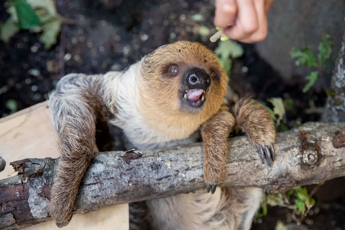 Pirmą kartą istorijoje: į Lietuvos zoologijos sodą atvyko dvipirštis tinginys