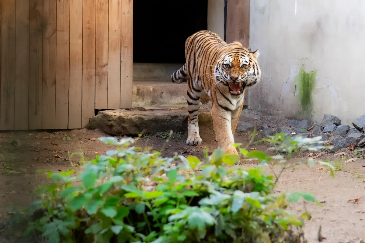 Edas nebevienišas: amūrinio tigro patelė atkeliavo į Lietuvos zoologijos sodą