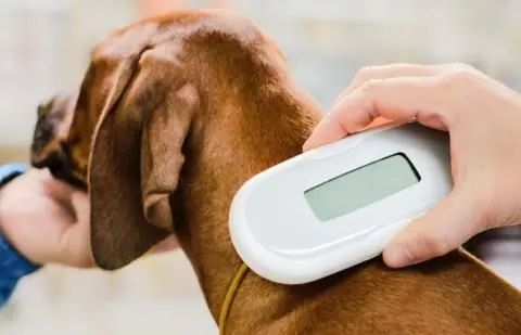 Būtina žinoti – nuo gegužės 1 d. privalomas šunų, kačių ir šeškų ženklinimas