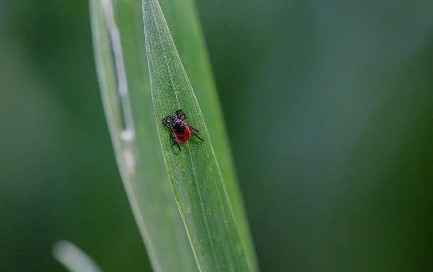 Tinkamiausias metas skiepytis nuo erkinio encefalito – dabar!