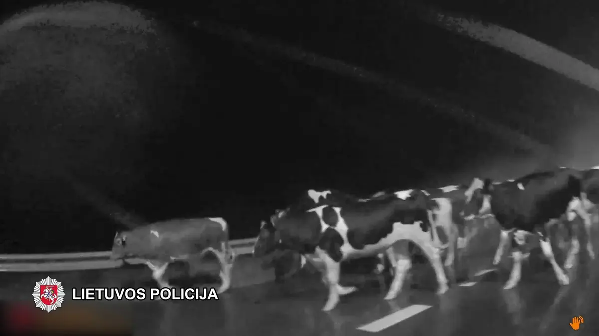 Pareigūnams teko laisvinti kelią nuo keturkojų antplūdžio
