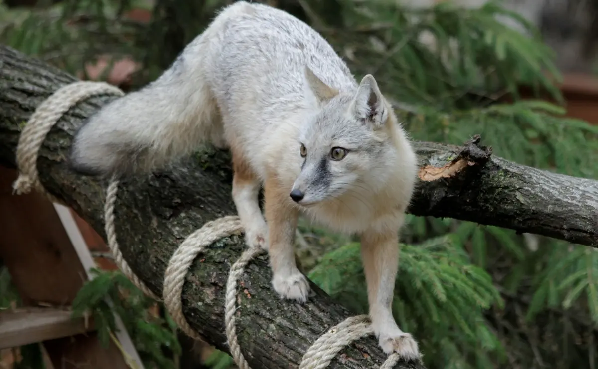 Lietuvos zoologijos sodas atveria vartus ir kviečia apsilankyti