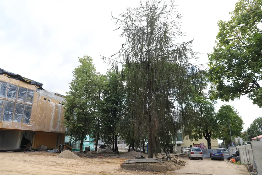 Renovuojamo Kultūros centro teritorijoje kompleksiškai bus tvarkomi ir želdynai
