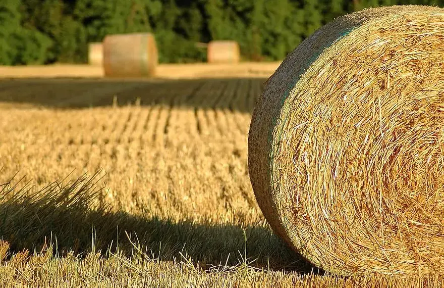 Už šieno rulonus sumokėjo 3337 eurus, tačiau prekių negavo
