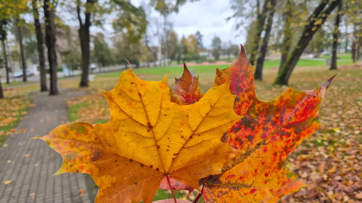 Rudens spalvos Maironio parke Raseiniuose