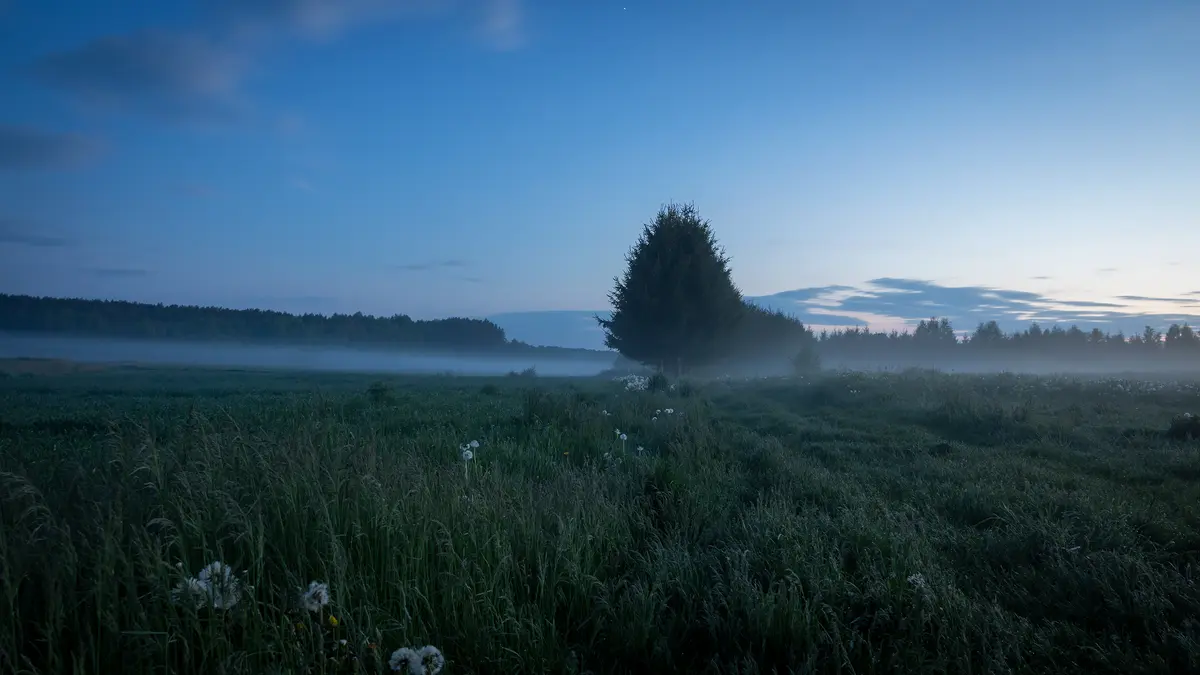 Arimai ar pievos. Kas geriau švelninant klimato kaitą?