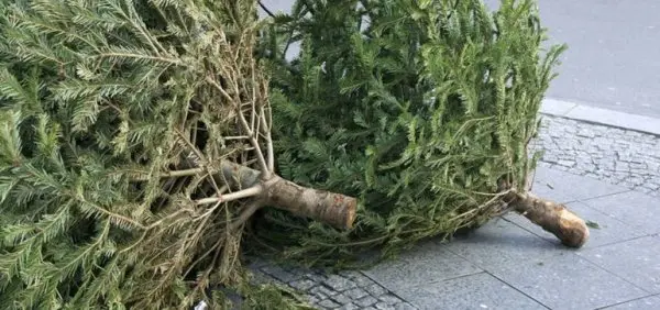 Informacija apie nupuoštų kalėdinių eglučių surinkimą Šilalės mieste