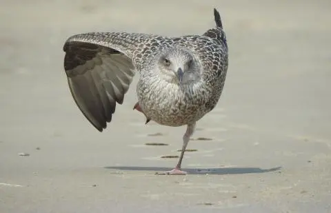 Pirmieji nuo paukščių gripo laukinėje gamtoje šiemet krito rudagalviai kirai