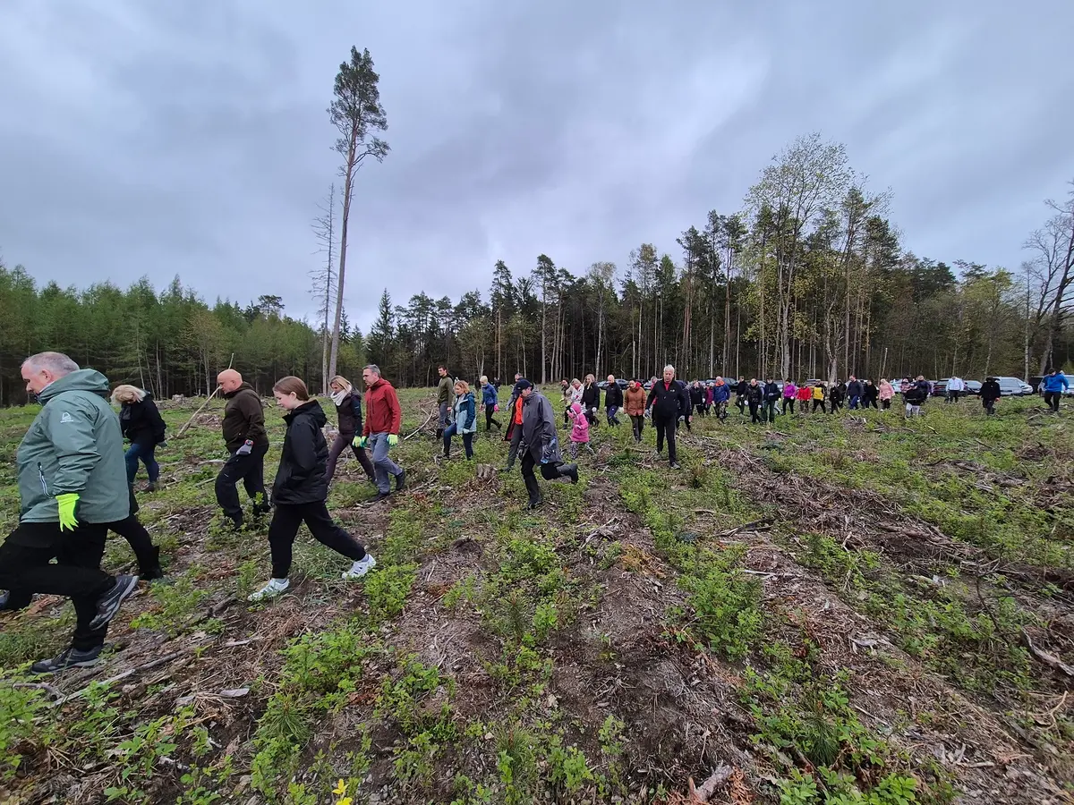Per kelias valandas – 24 000 medelių: Lietuvoje prasidėjo pirmieji miškasodžiai