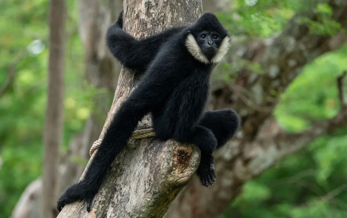 Nuo Kauno iki Vietnamo džiunglių – Lietuvos zoologijos sodo parama saugant itin nykstančias rūšis