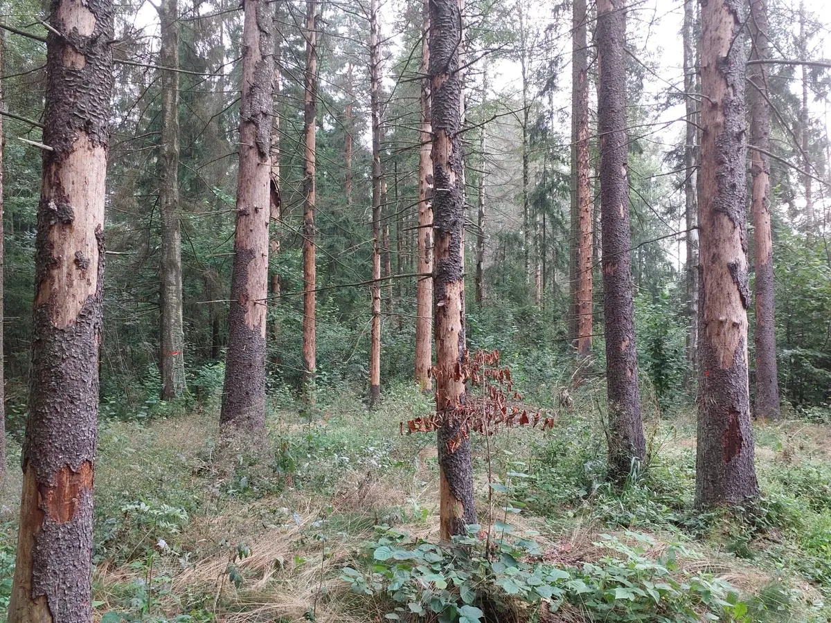 Kazlų Rūdoje dėl žievėgraudžio tipografo skelbiama stichinė nelaimė