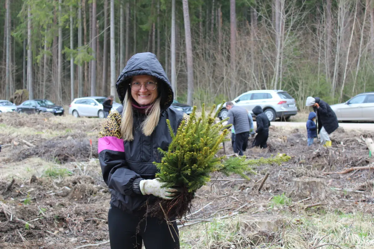 Šiaulių apylinkės teismo kolektyvas tęsia tradiciją – Vainagių girininkijoje atkūrė mišką