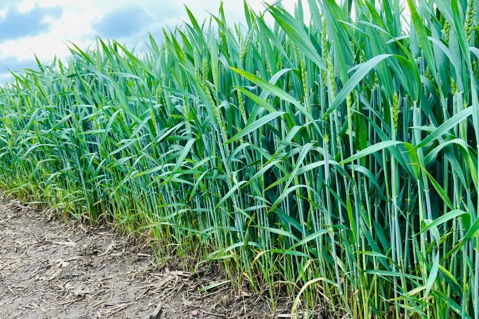 Belaukiant šiltesnių orų: kokius darbus dar turi padaryti ūkininkai?