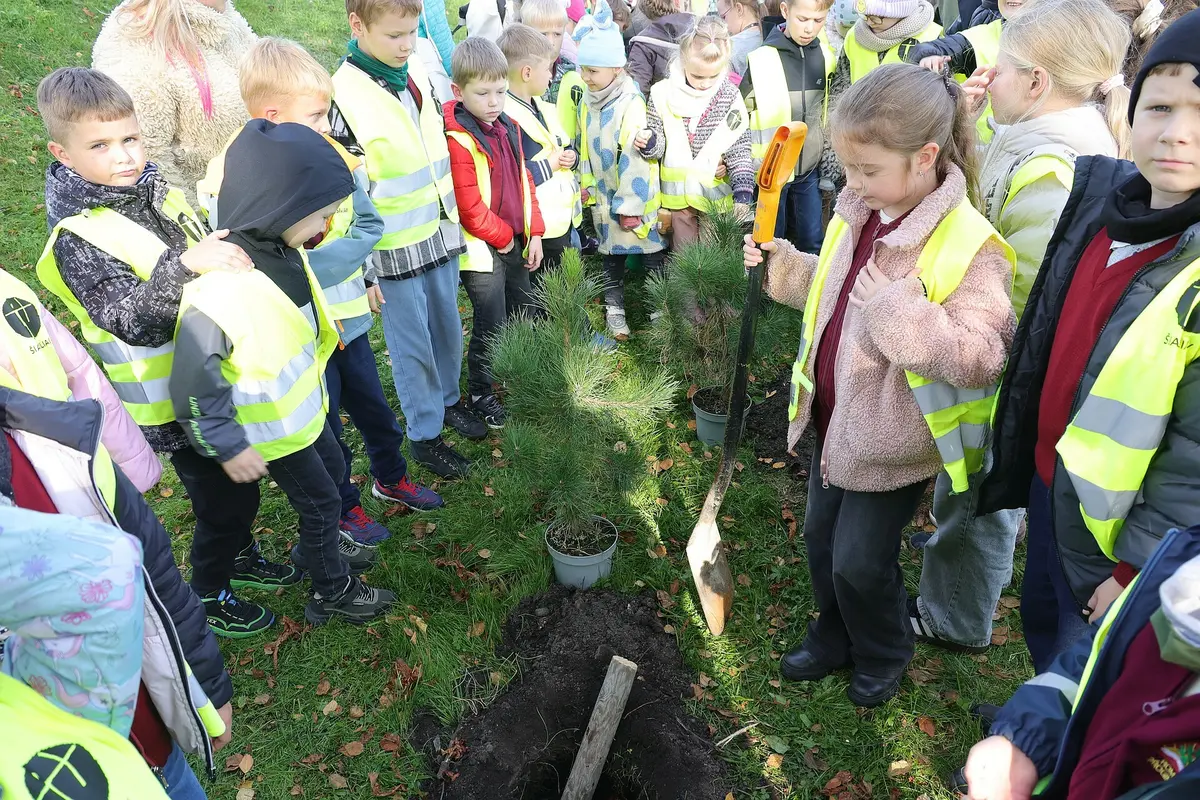 Šiauliuose jau trečią kartą sužaliavo pirmokų medeliai